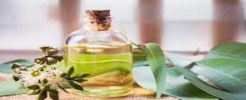What is Eucalyptus Oil?