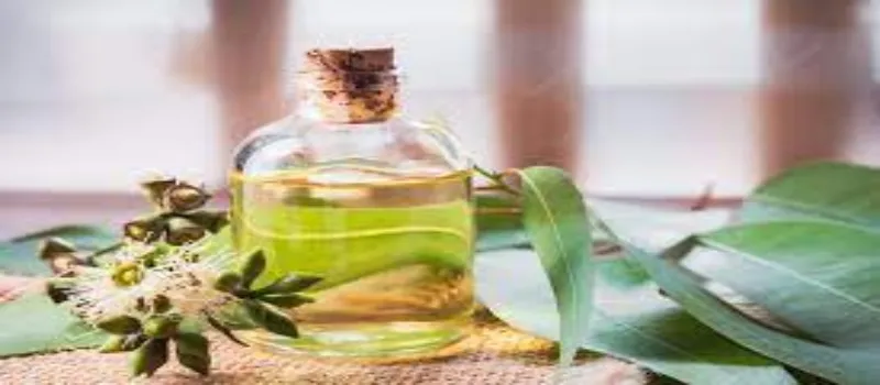 What is Eucalyptus Oil?