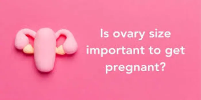 Is Ovary Size Important to Get Pregnant? Is Ovary Size Important to Get Pregnant?